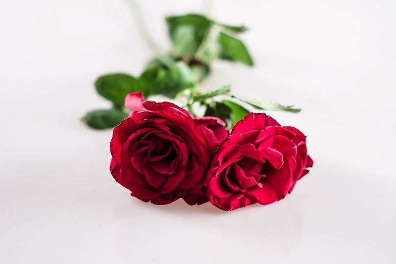 Bouquet de roses rouges Interflora